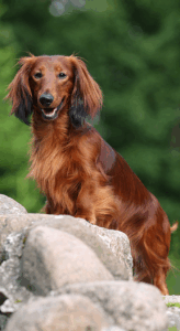 perro salchicha de pelo largo