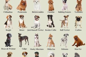 15 Razas de perros pequeños